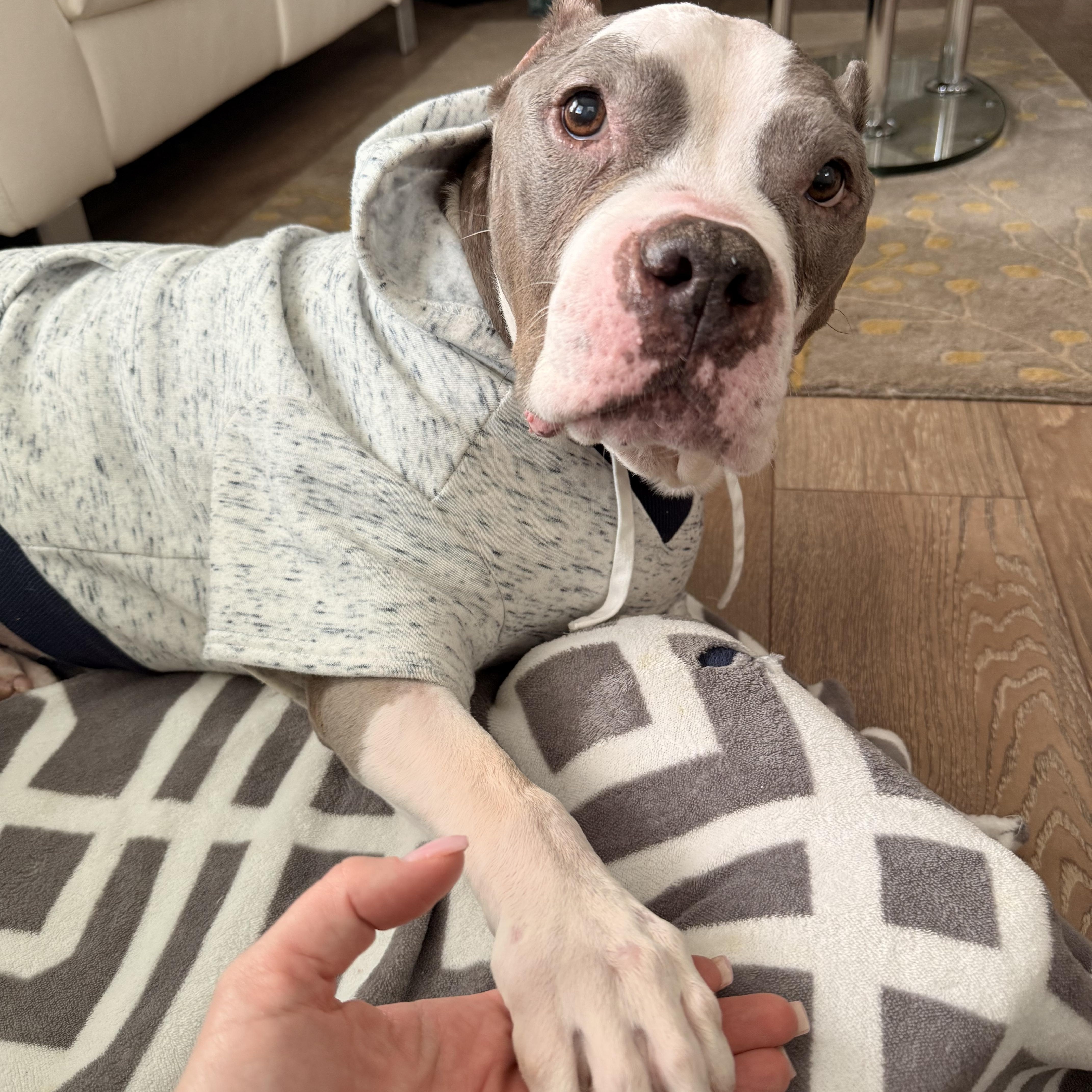 Enlarge Betty, a Adoptable American Staffordshire Terrier in Cranford, NJ image 2/6