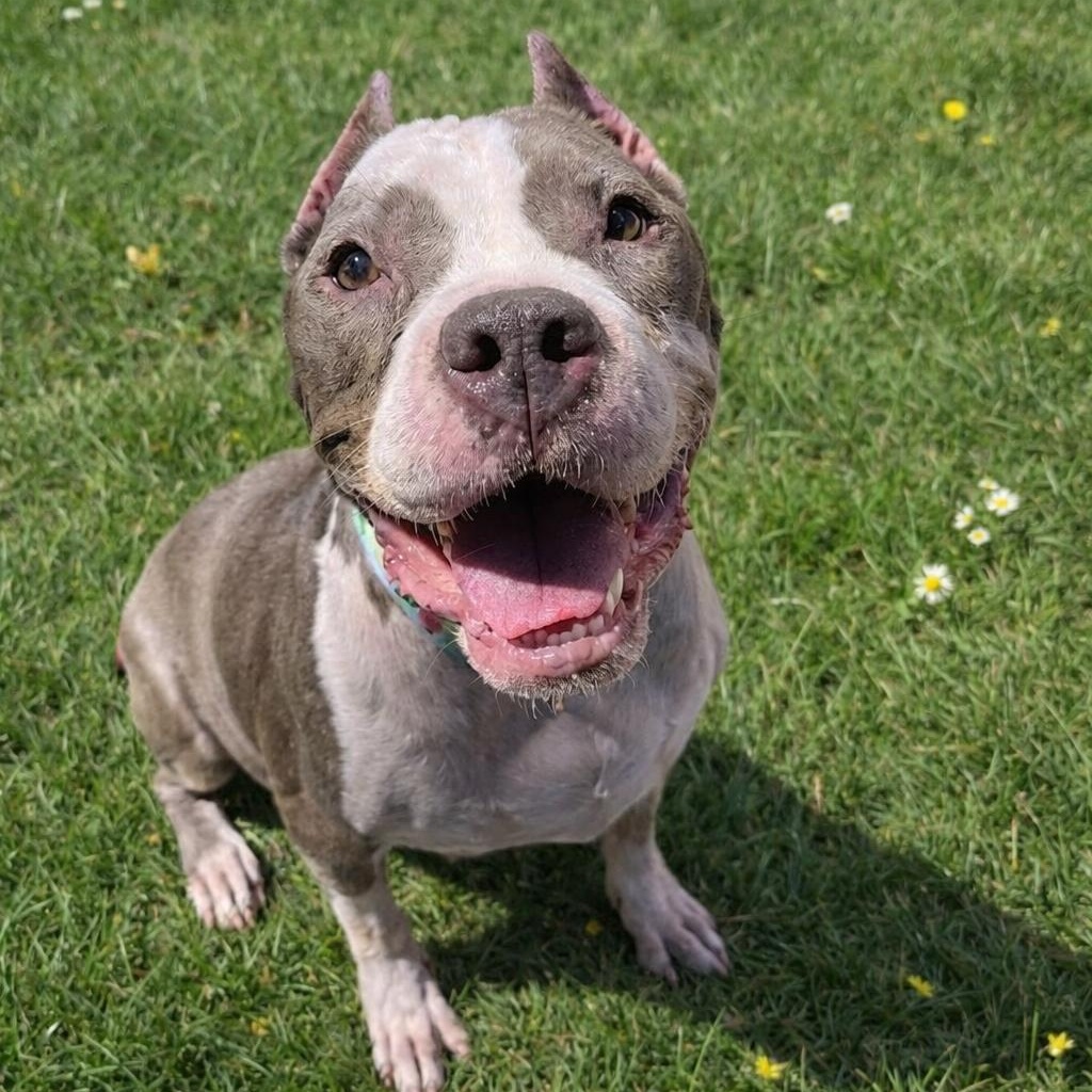 Enlarge Betty, a Adoptable American Staffordshire Terrier in Cranford, NJ image 1/6