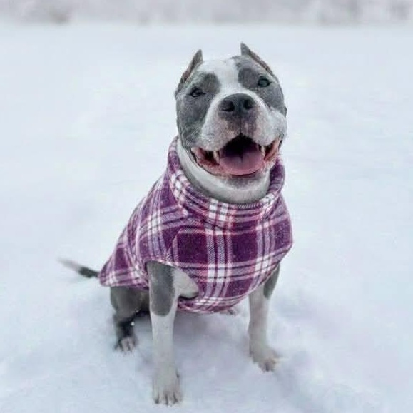 Enlarge Betty, a Adoptable American Staffordshire Terrier in Cranford, NJ image 1/6