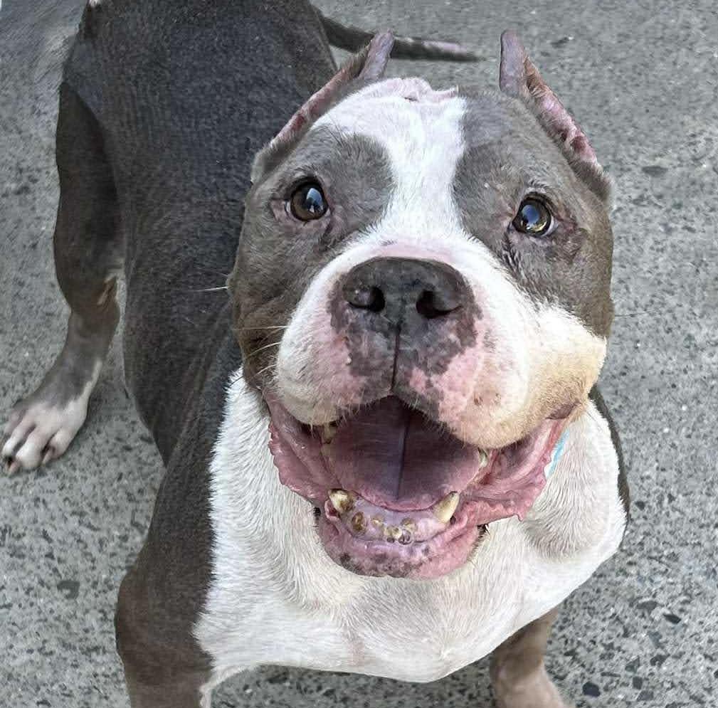 Enlarge Betty, a Adoptable American Staffordshire Terrier in Cranford, NJ image 5/6