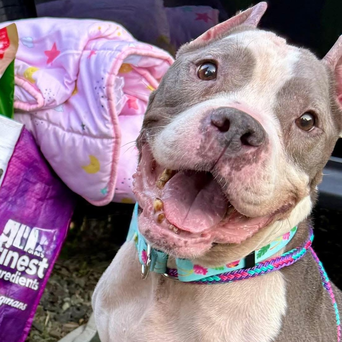 Enlarge Betty, a Adoptable American Staffordshire Terrier in Cranford, NJ image 2/6