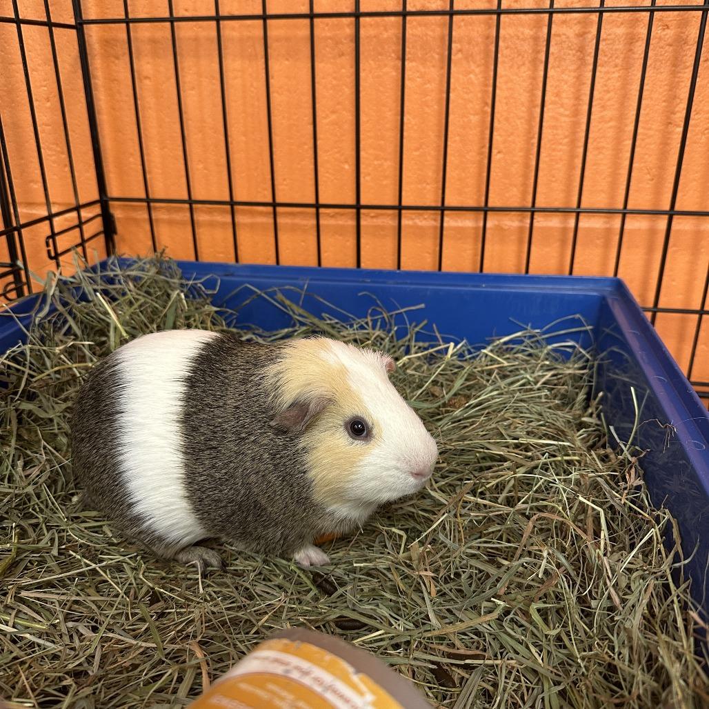 Enlarge Bluey, a Adoptable Teddy in Brockton, MA image 1/1