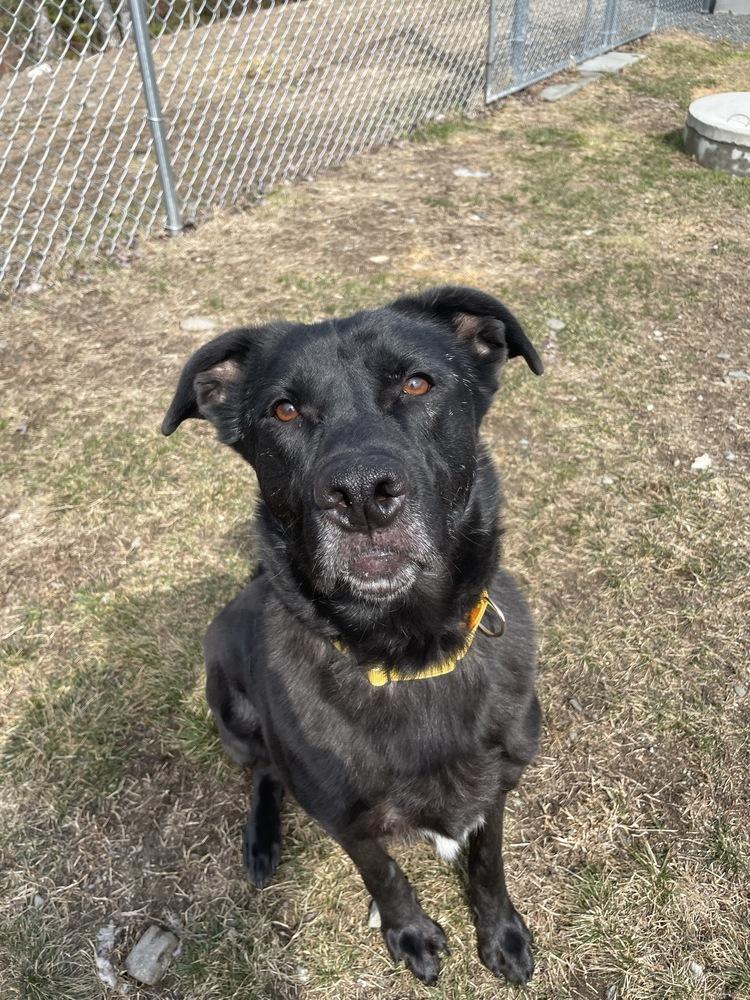 Enlarge Dwayne, a Adoptable mixed breed in Trenton, ME image 1/3