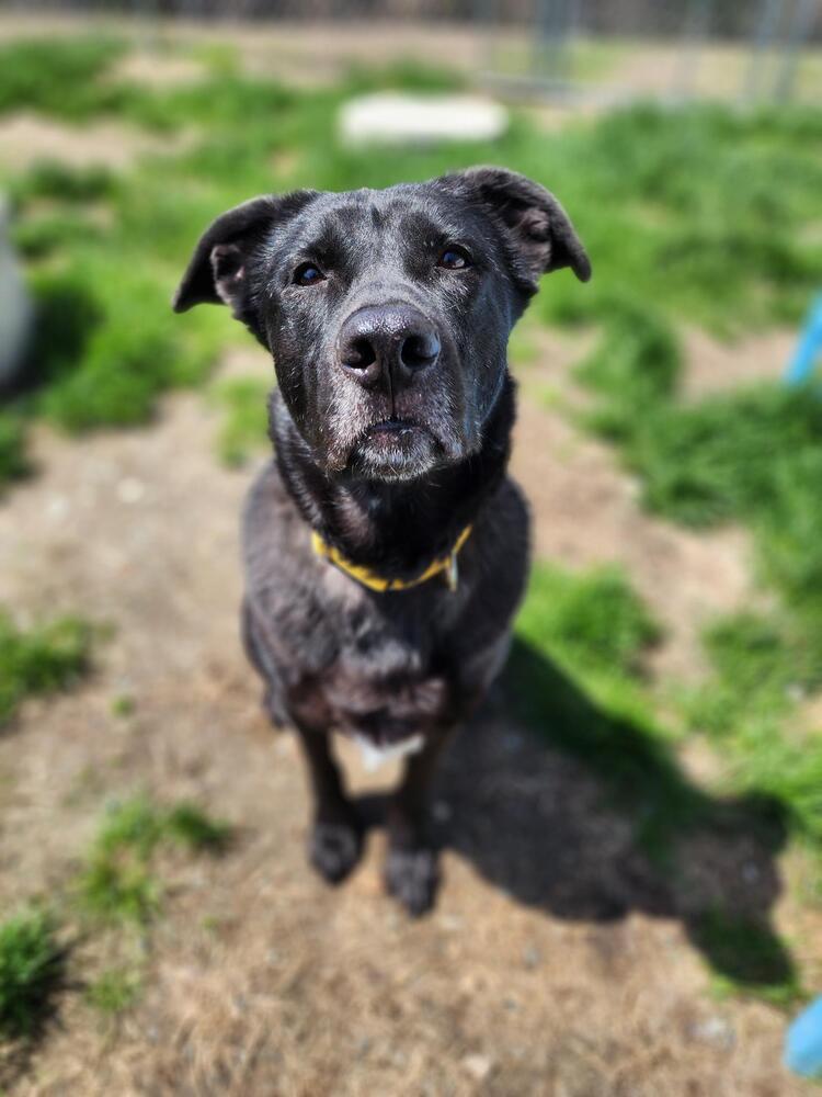 Enlarge Dwayne, a Adoptable mixed breed in Trenton, ME image 2/3