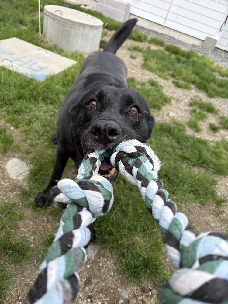 Enlarge Dwayne, a Adoptable mixed breed in Trenton, ME image 3/3