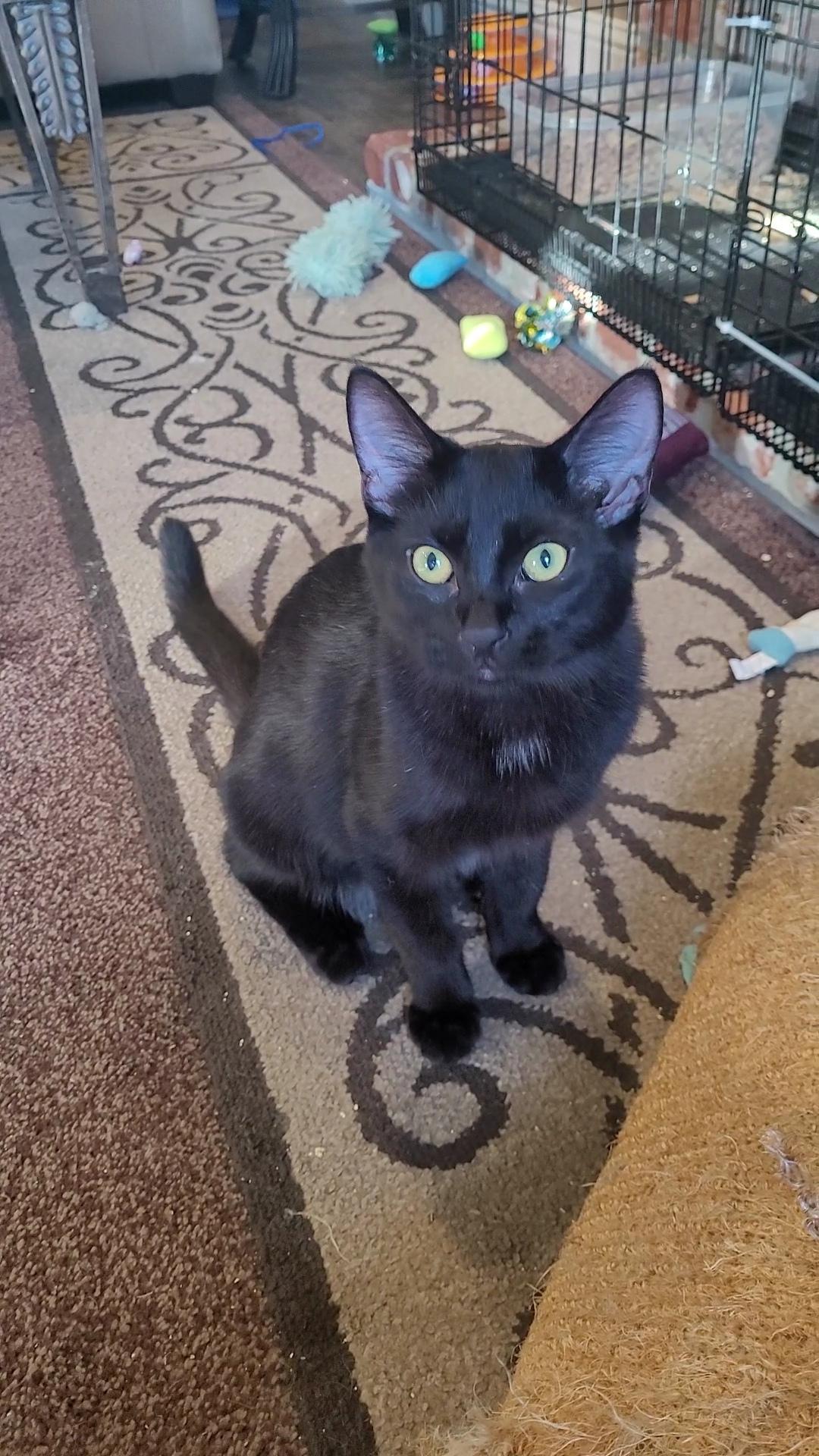 Enlarge FROOT LOOPS, a Adoptable Domestic Short Hair in Escalon, CA image 6/6