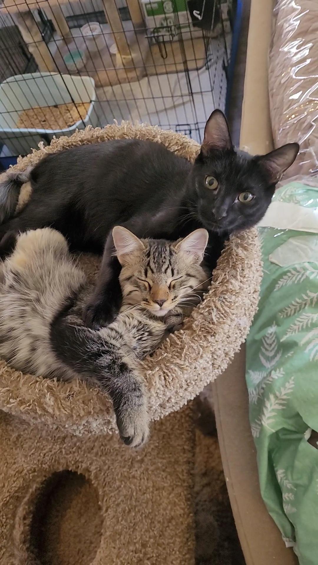 Enlarge FROOT LOOPS, a Adoptable Domestic Short Hair in Escalon, CA image 2/6