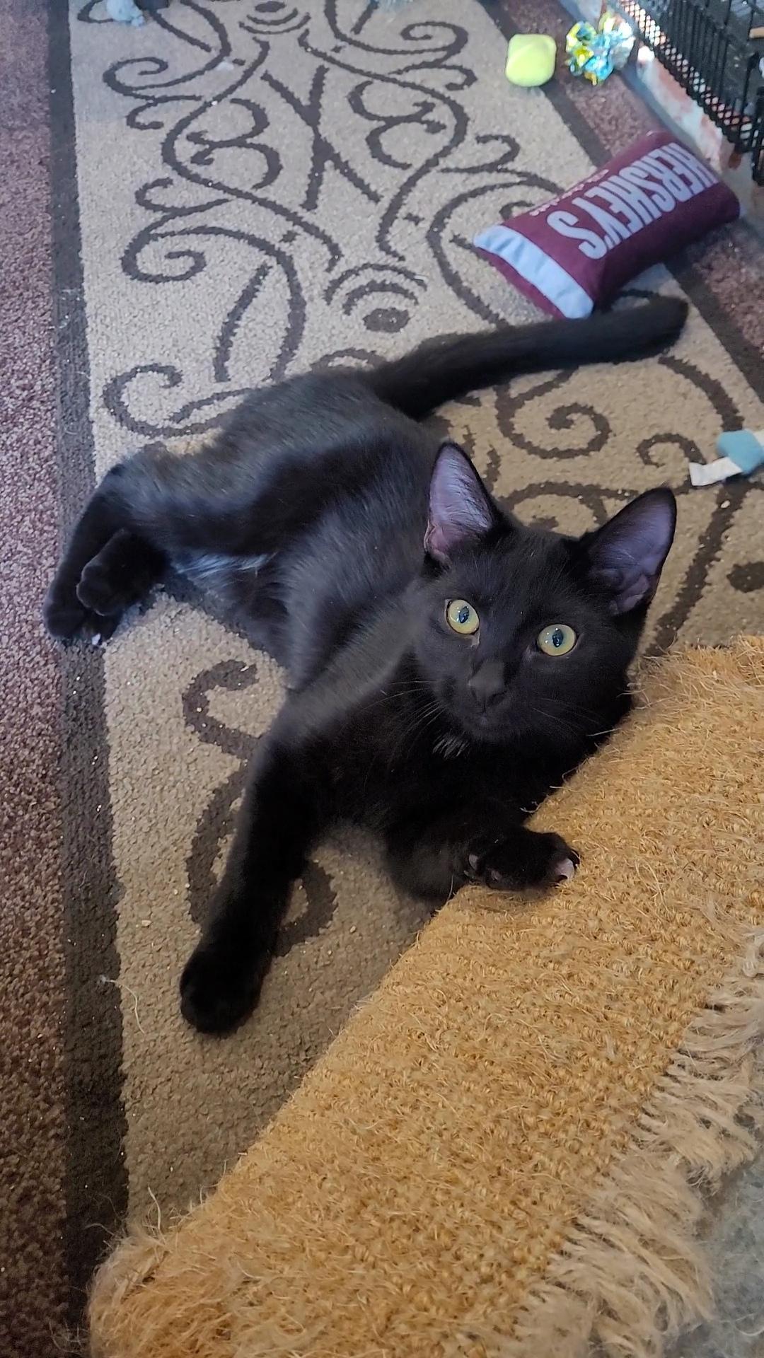 Enlarge FROOT LOOPS, a Adoptable Domestic Short Hair in Escalon, CA image 4/6