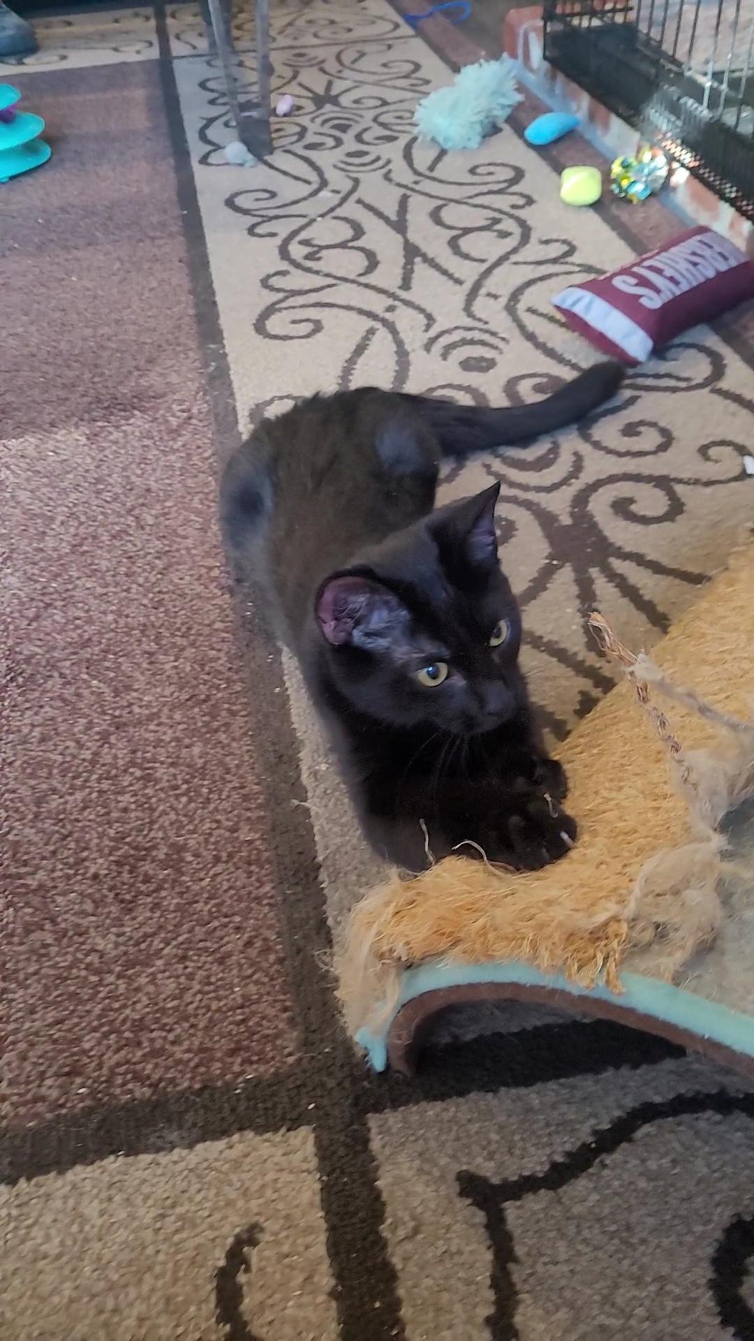 Enlarge FROOT LOOPS, a Adoptable Domestic Short Hair in Escalon, CA image 5/6