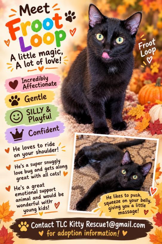 Enlarge FROOT LOOPS, a Adoptable Domestic Short Hair in Escalon, CA image 1/6