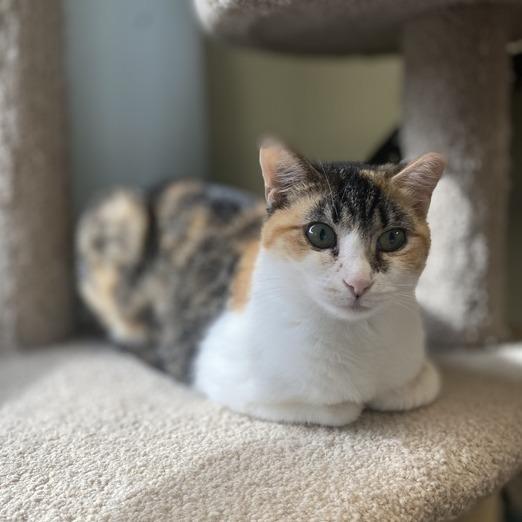 Quinlan, a Adoptable Domestic Short Hair in Davenport, IA image 1/6