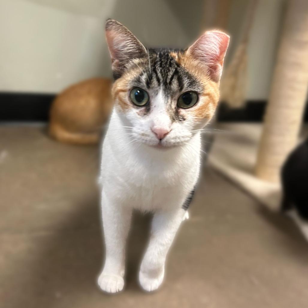 Quinlan, a Adoptable Domestic Short Hair in Davenport, IA image 2/6