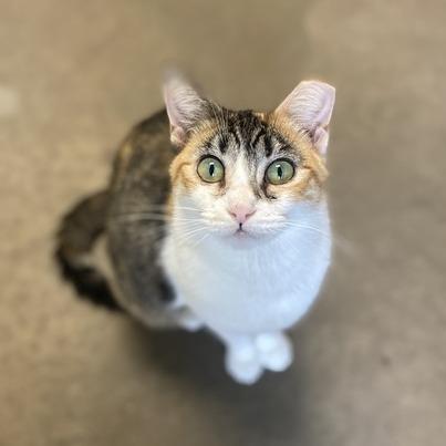 Quinlan, a Adoptable Domestic Short Hair in Davenport, IA image 3/6