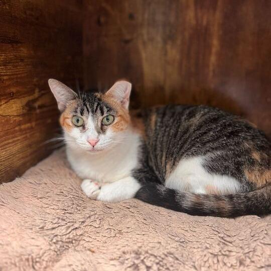 Quinlan, a Adoptable Domestic Short Hair in Davenport, IA image 4/6