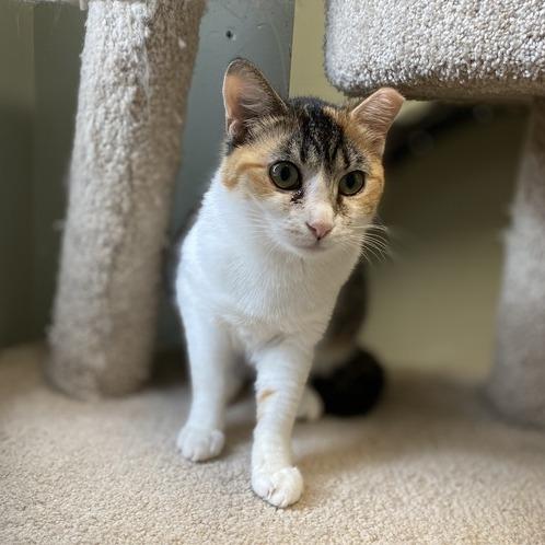 Quinlan, a Adoptable Domestic Short Hair in Davenport, IA image 5/6