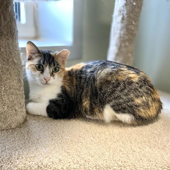 Quinlan, a Adoptable Domestic Short Hair in Davenport, IA image 6/6