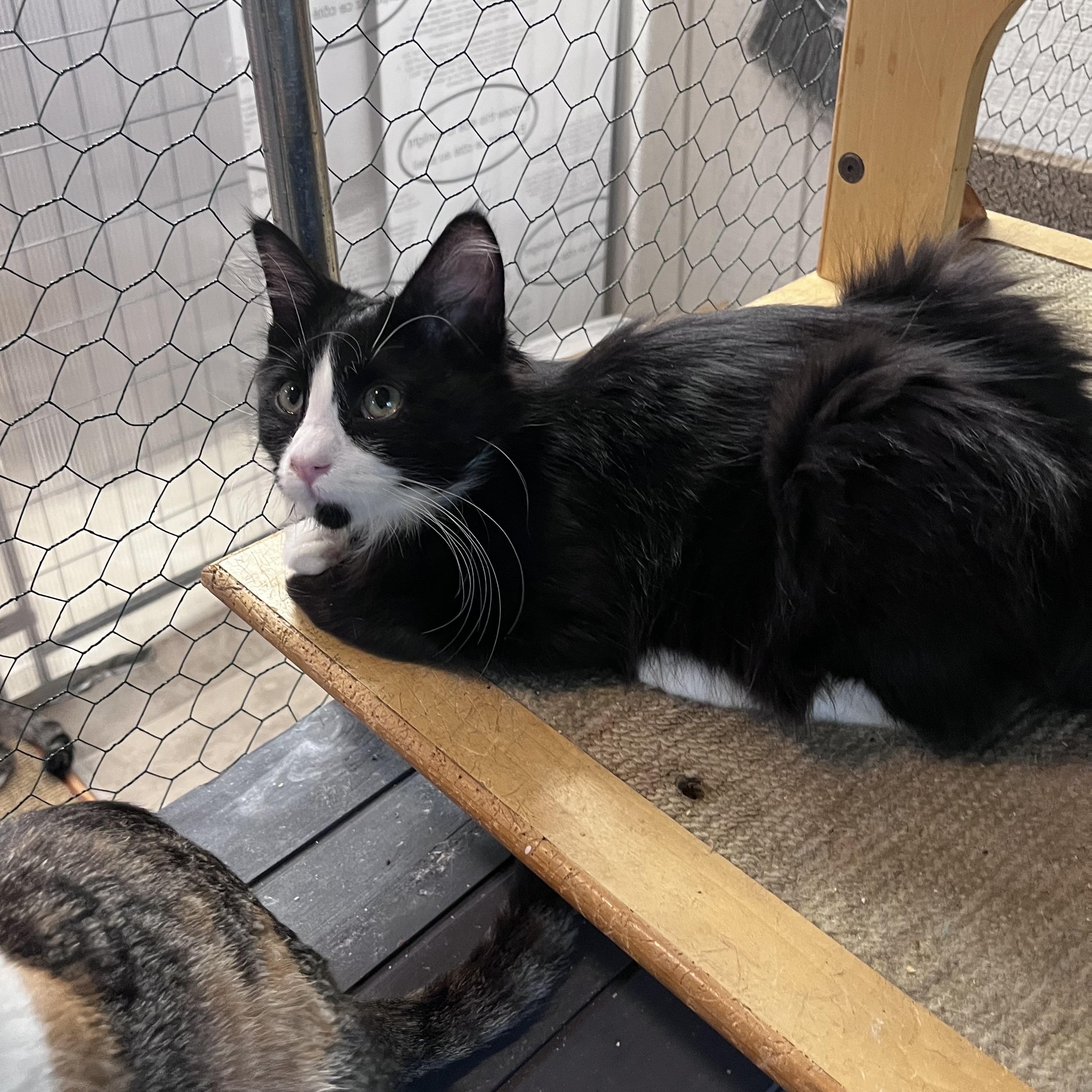 Enlarge Milkshake, a Adoptable Domestic Medium Hair in Eugene, OR image 2/4