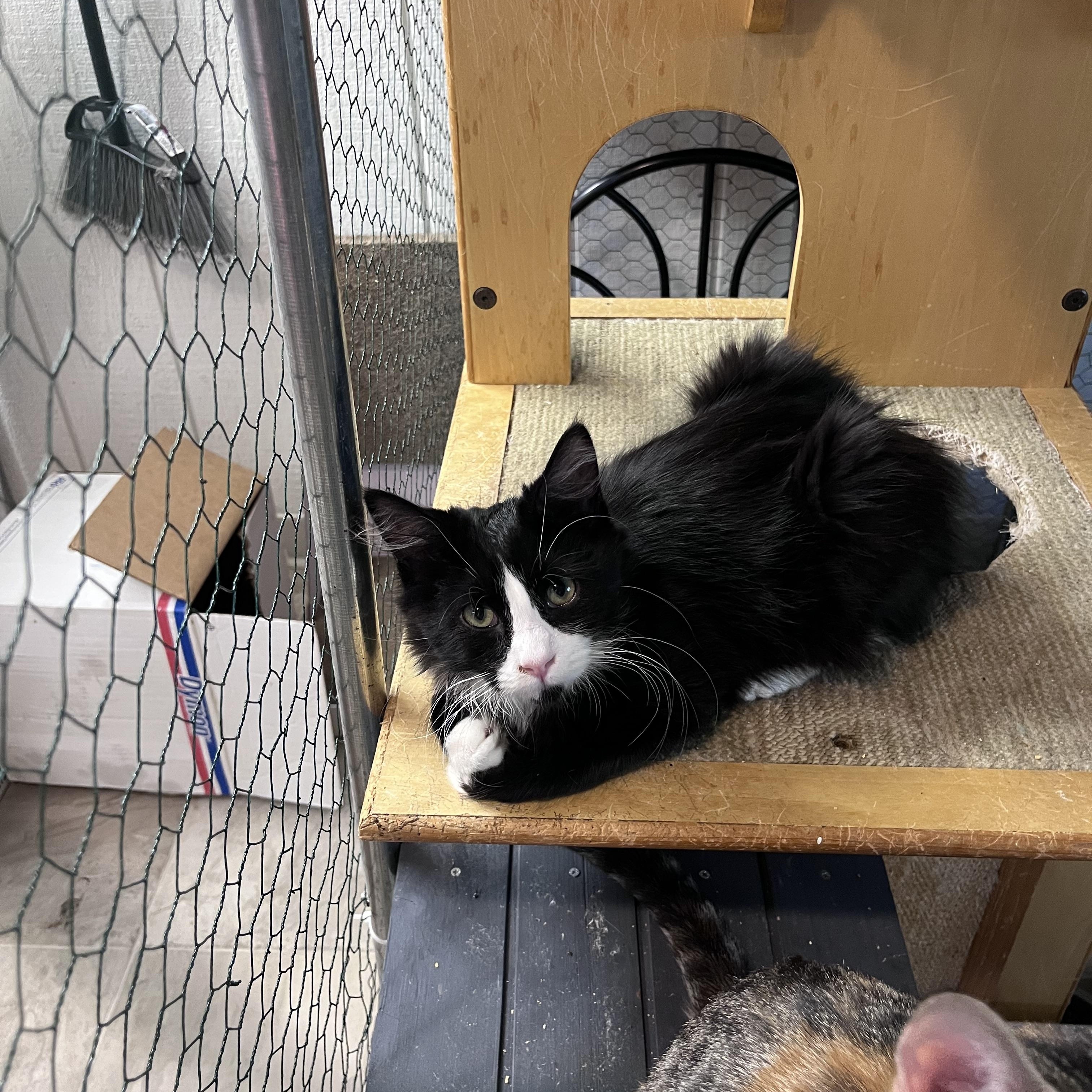 Enlarge Milkshake, a Adoptable Domestic Medium Hair in Eugene, OR image 1/4