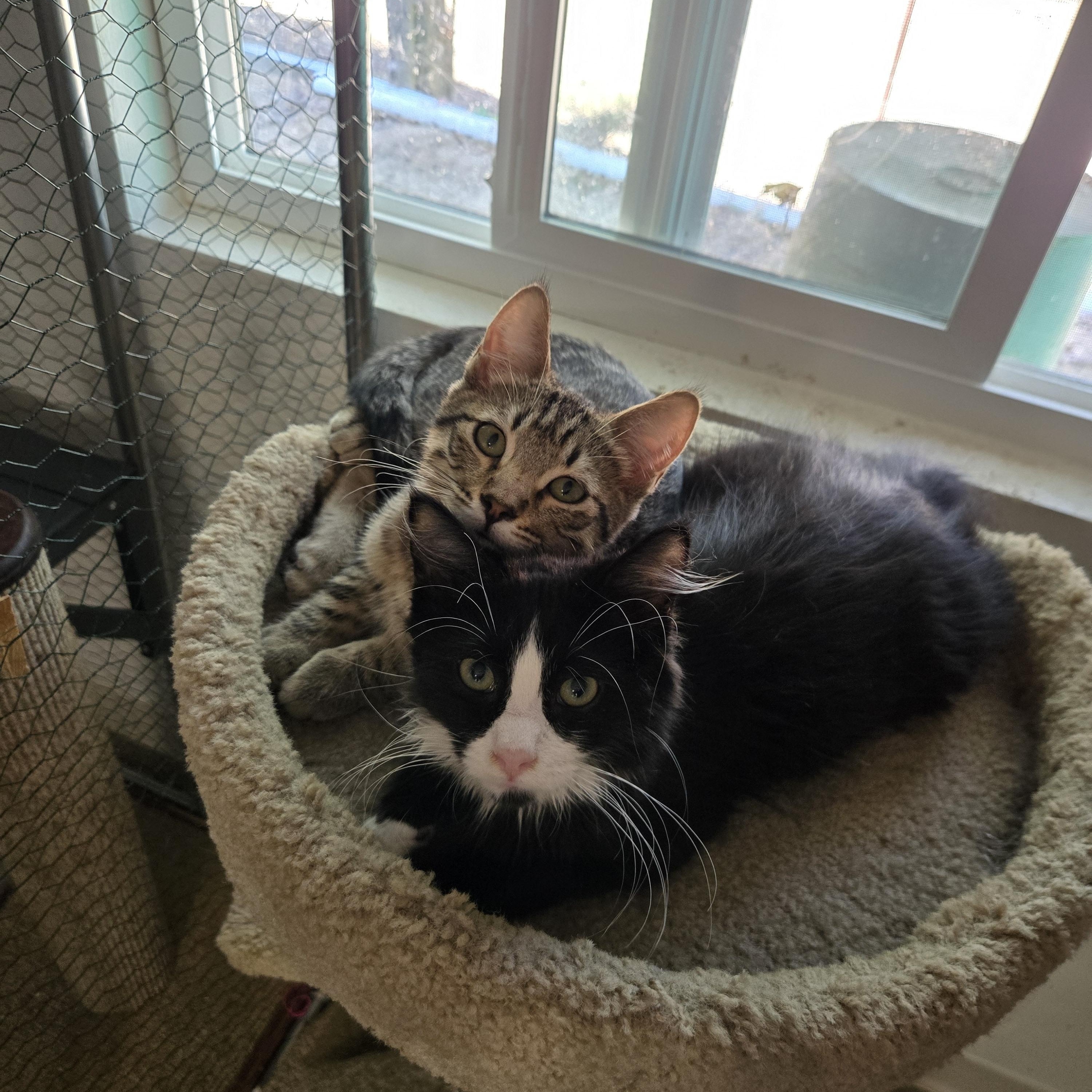Enlarge Milkshake, a Adoptable Domestic Medium Hair in Eugene, OR image 4/4