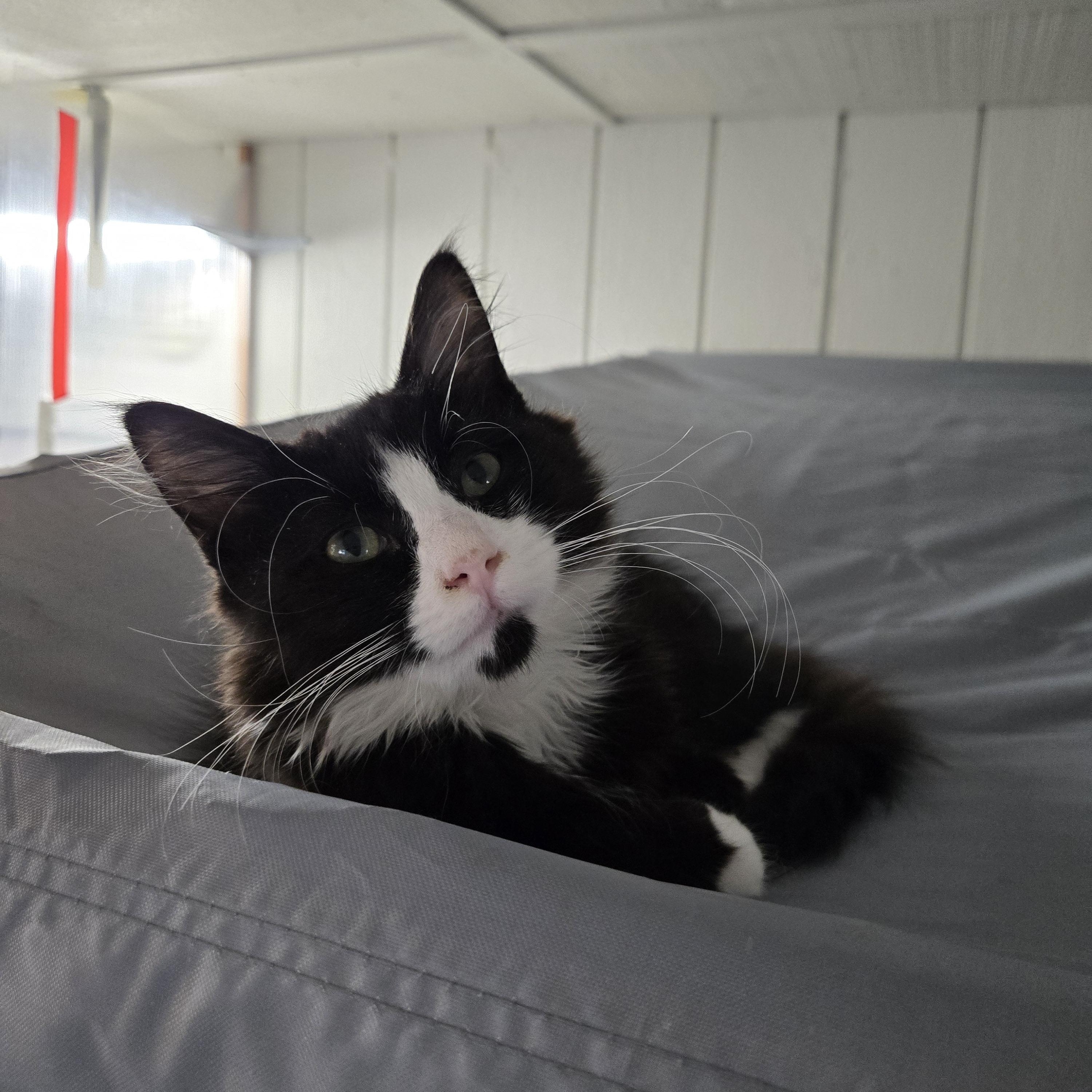 Enlarge Milkshake, a Adoptable Domestic Medium Hair in Eugene, OR image 3/4
