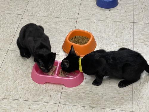 Tootsie Roll  Willow thumbnail 2