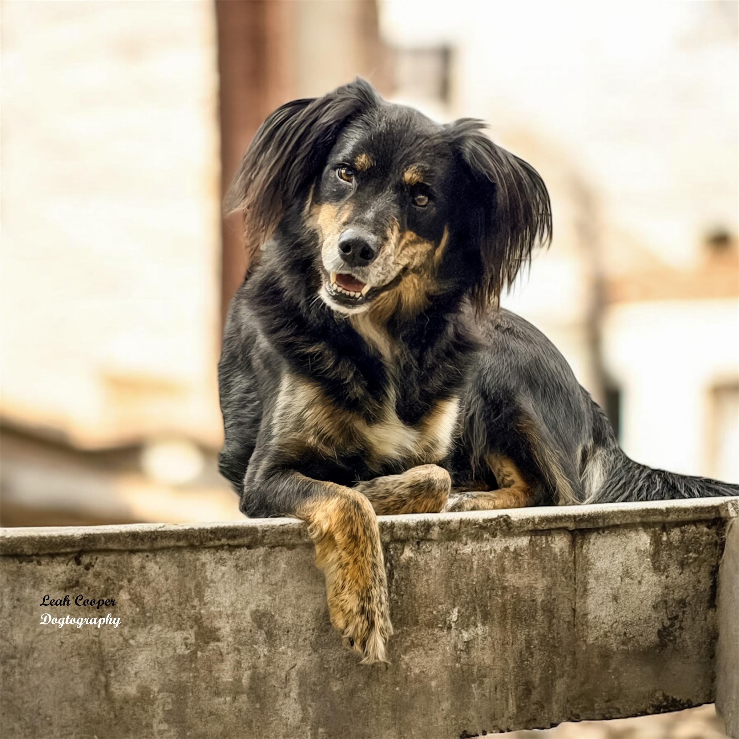 Enlarge Grizzly & Max, a ADOPTABLE mixed breed in Henderson, KY image 2/2