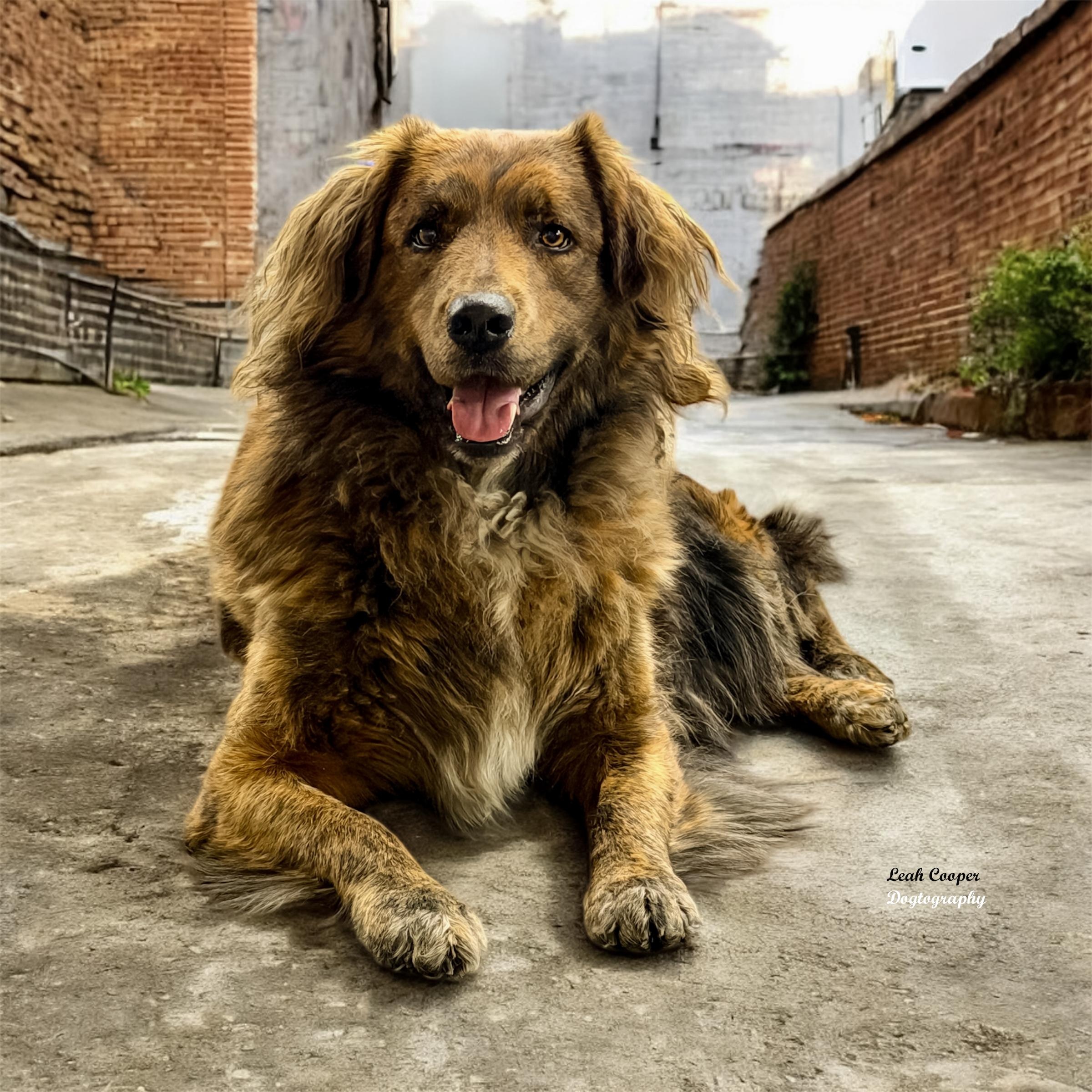 Grizzly & Max, ADOPTABLE, Adult Male Australian Shepherd.