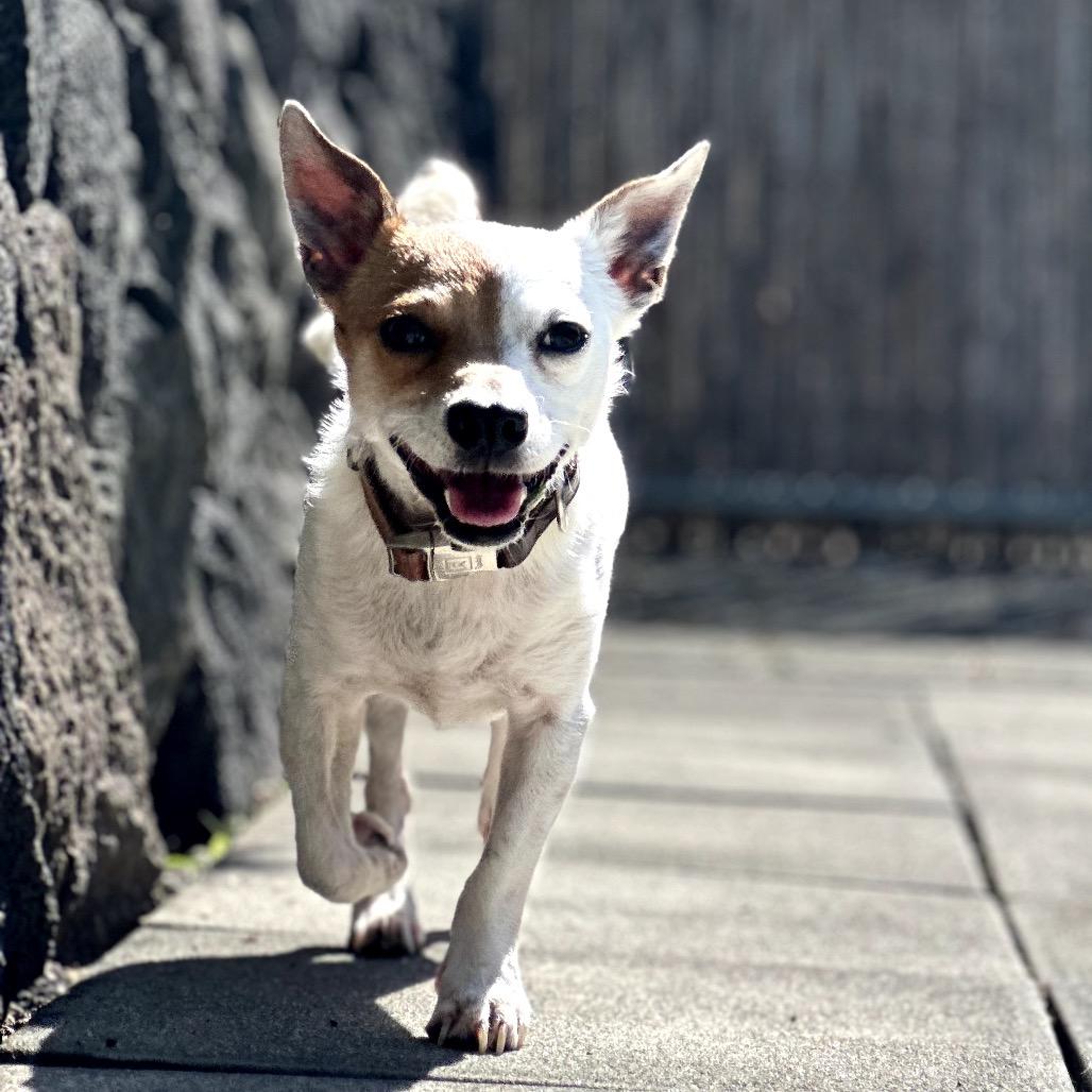 Topper, Adoptable, Adult Male Mixed Breed.