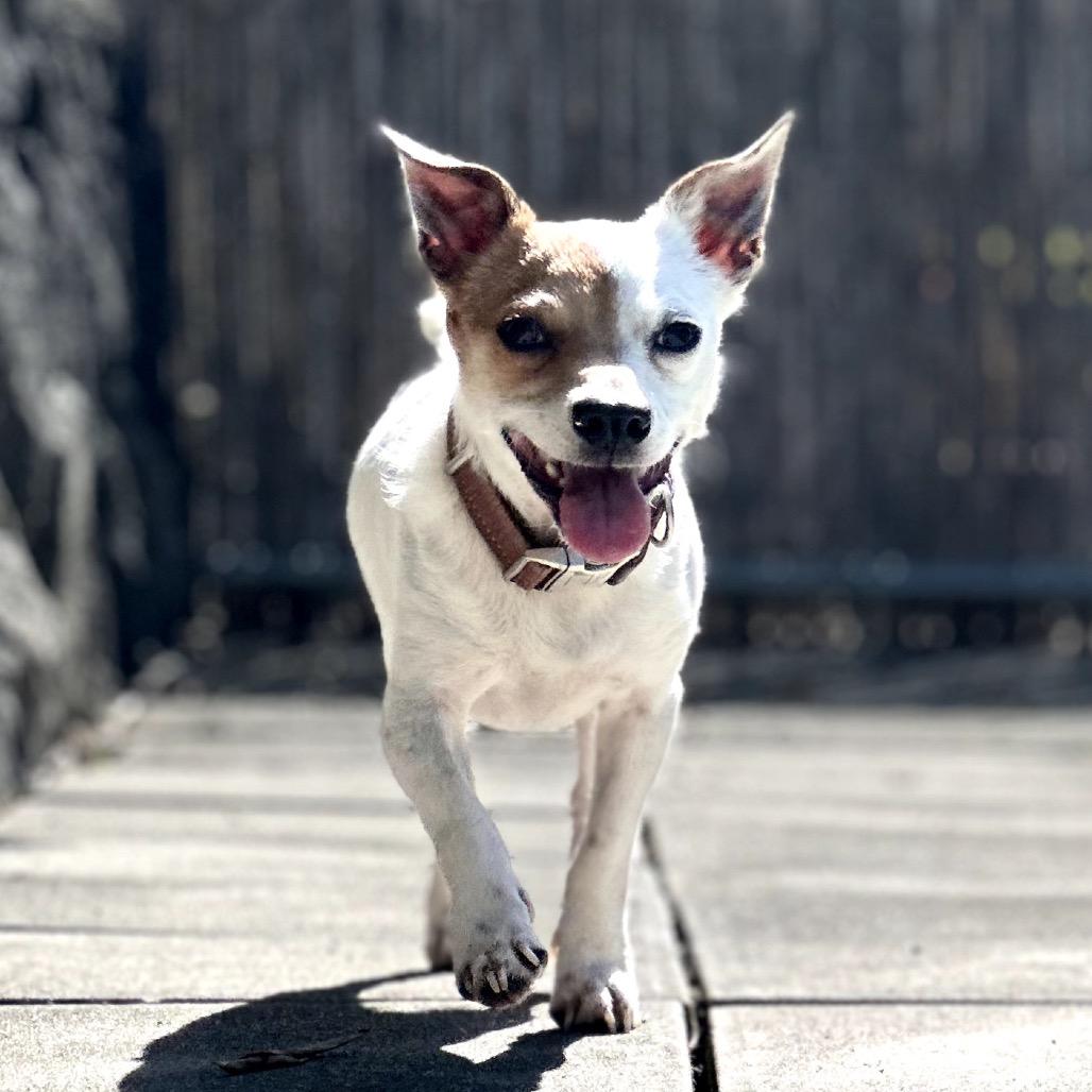 Enlarge Topper, a Adoptable Mixed Breed in Keaau, HI image 2/3