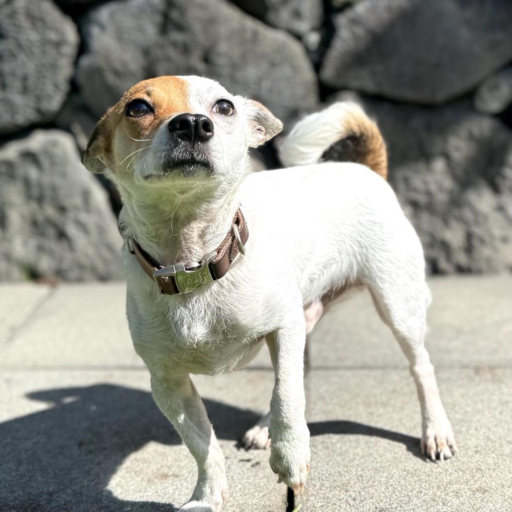 Enlarge Topper, a Adoptable Mixed Breed in Keaau, HI image 3/3