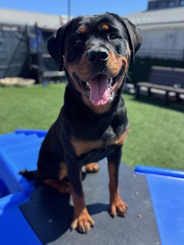 Enlarge Piper, a ADOPTABLE Rottweiler in San Jose, CA image 3/3