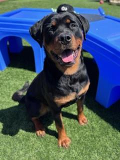 Enlarge Piper, a ADOPTABLE Rottweiler in San Jose, CA image 2/3
