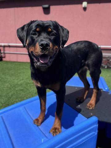 Piper, ADOPTABLE, Adult Female Rottweiler.