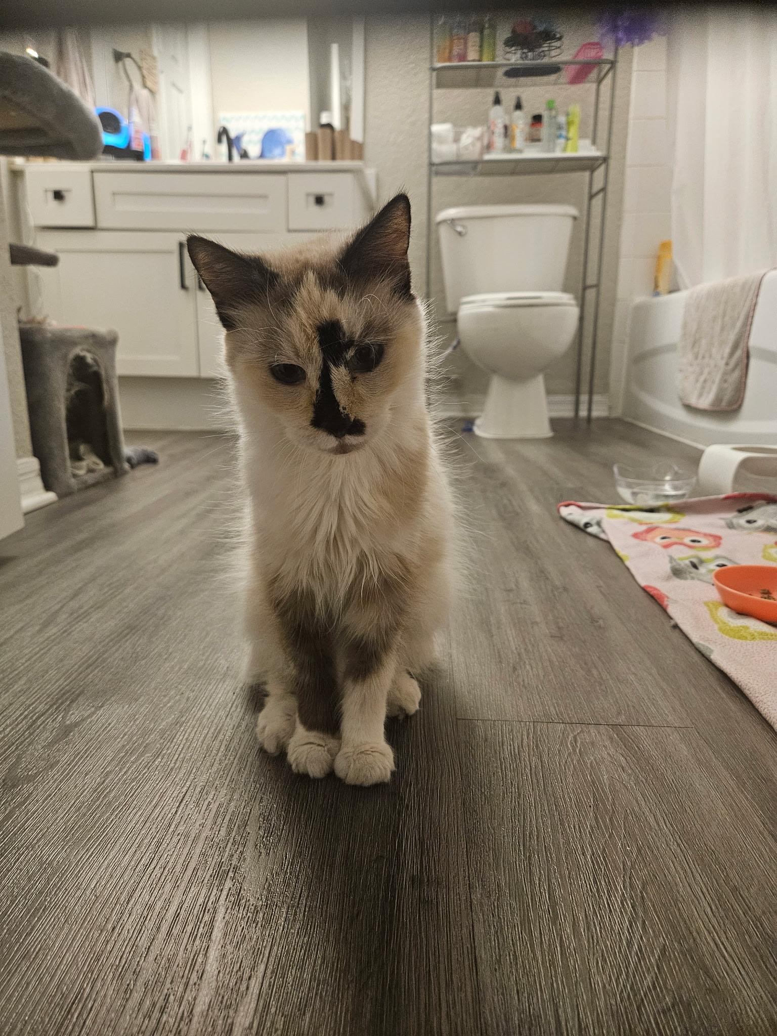 Diana, a Adoptable Siamese in Howey in the hills, FL image 1/6