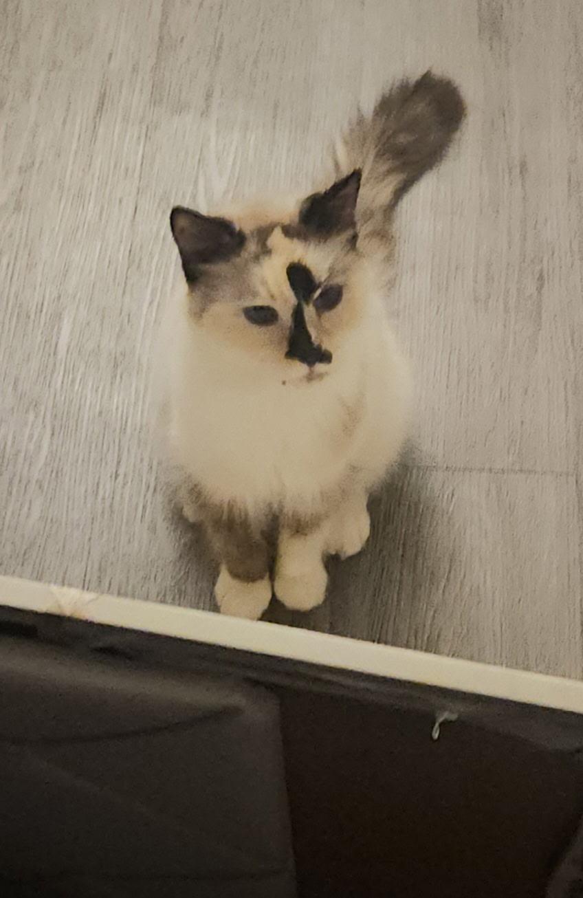 Diana, a Adoptable Siamese in Howey in the hills, FL image 3/6