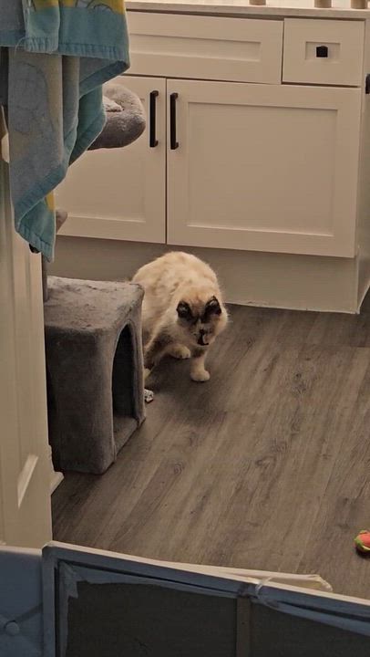 Enlarge Diana, a Adoptable Siamese in Howey in the hills, FL video 5/6