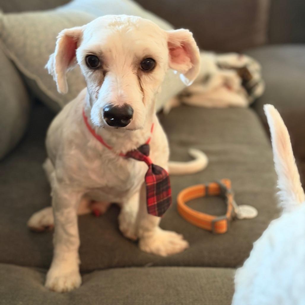 Winston, Adoptable, Young Male Maltese.