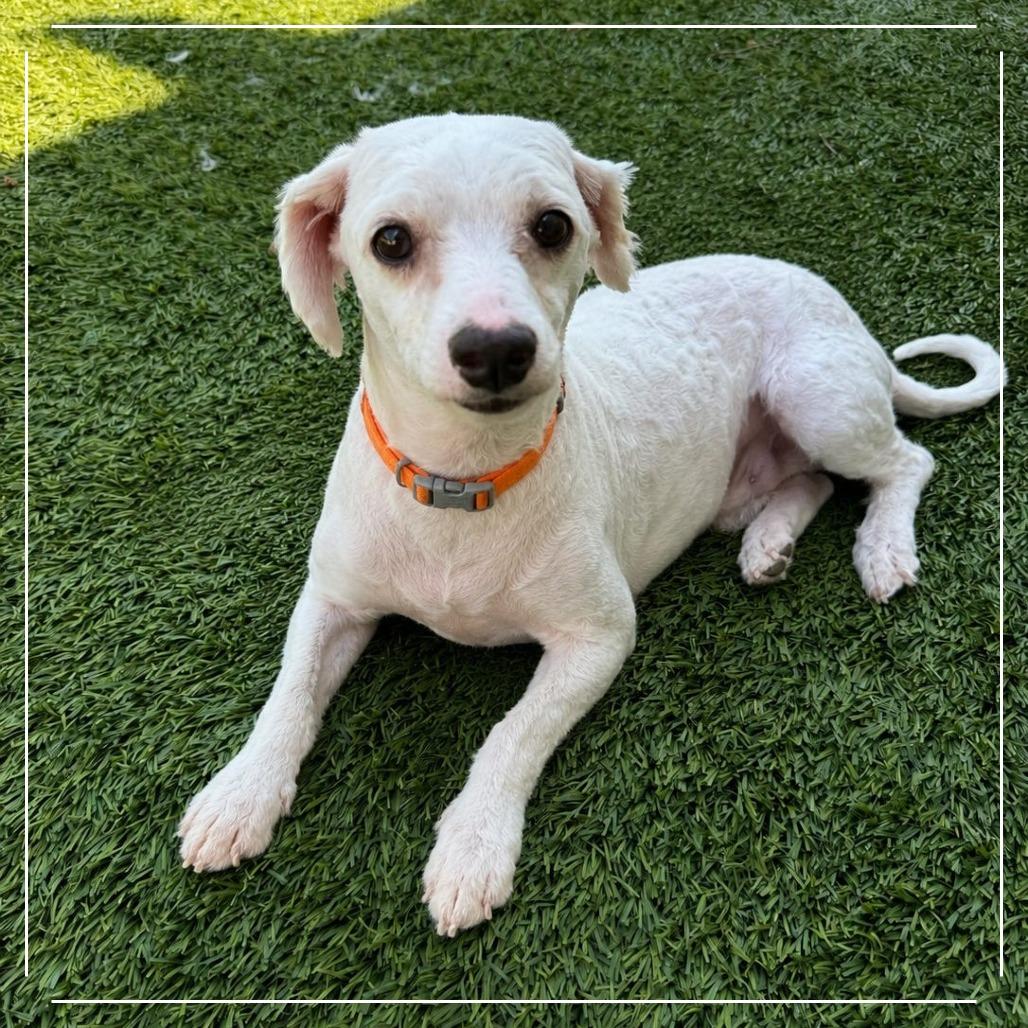 Enlarge Winston, a Adoptable Maltese in Chandler, AZ image 2/2