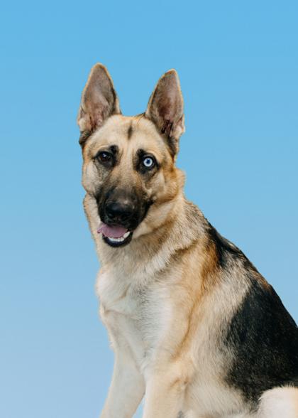 Claude, Adoptable, Adult Male Shepherd.