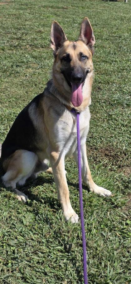 Claude, Adoptable, Adult Male Shepherd.