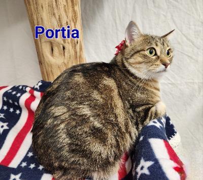 Portia, a Adoptable mixed breed in Whitewater, WI image 2/6