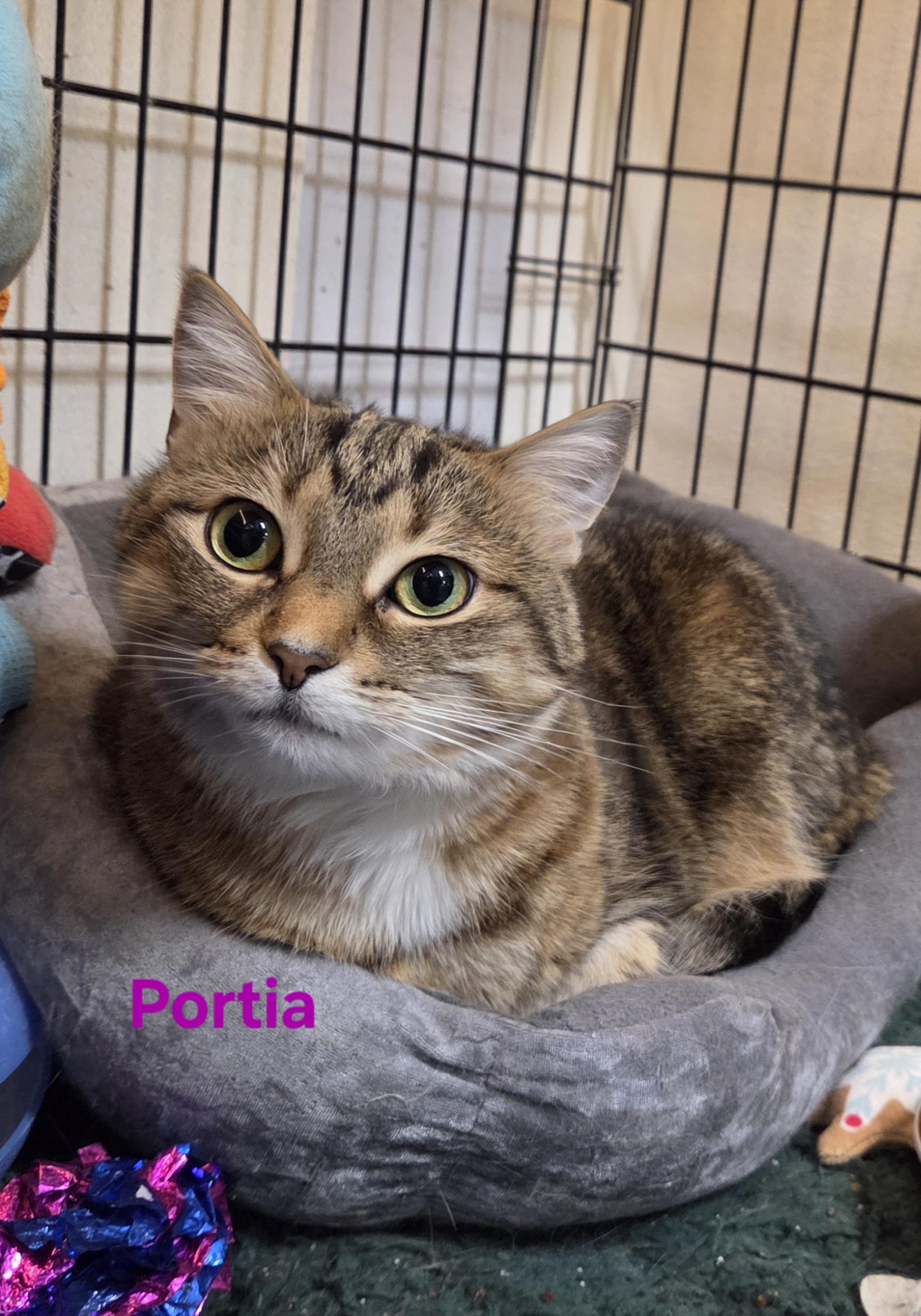 Portia, an adoptable Domestic Short Hair in Whitewater, WI, 53190 | Photo Image 1