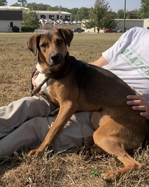 Oscar, Adoptable, Young Male Mountain Cur & Mixed Breed.