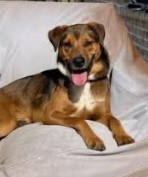 Oscar, Adoptable, Young Male Mountain Cur & Shepherd.