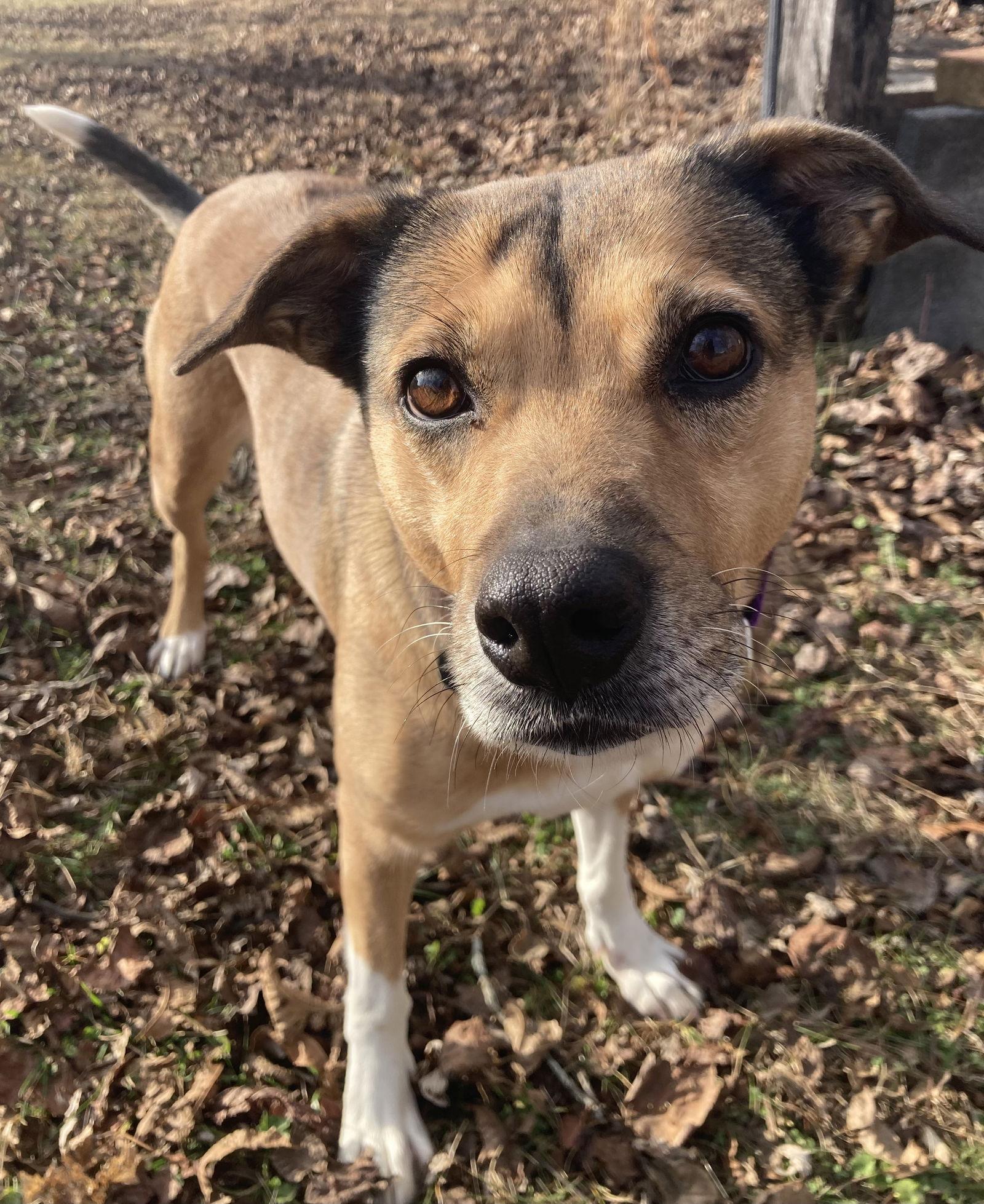 Enlarge Amber, a ADOPTABLE mixed breed in Pottstown, PA image 3/4