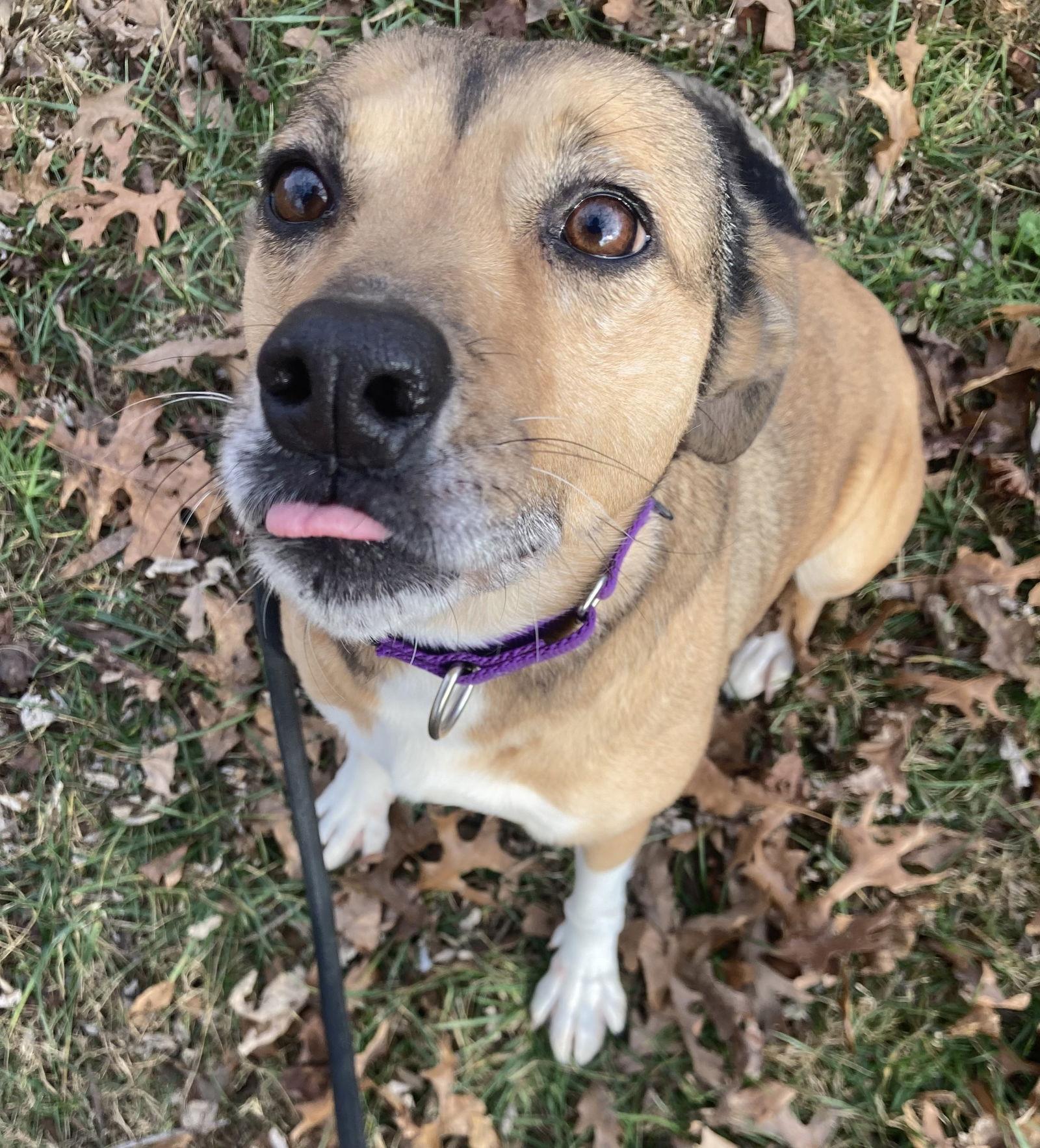 Enlarge Amber, a ADOPTABLE mixed breed in Pottstown, PA image 2/4