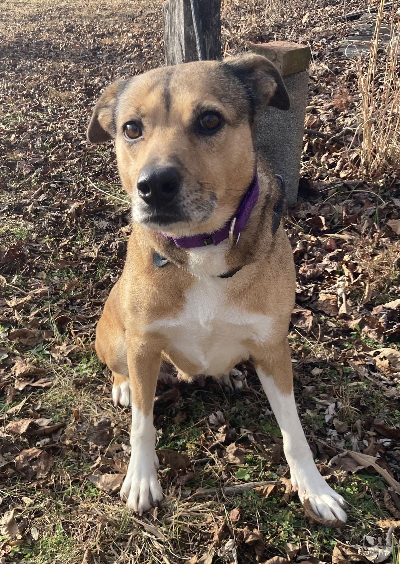 Amber, ADOPTABLE, Adult Female Beagle & Boxer.