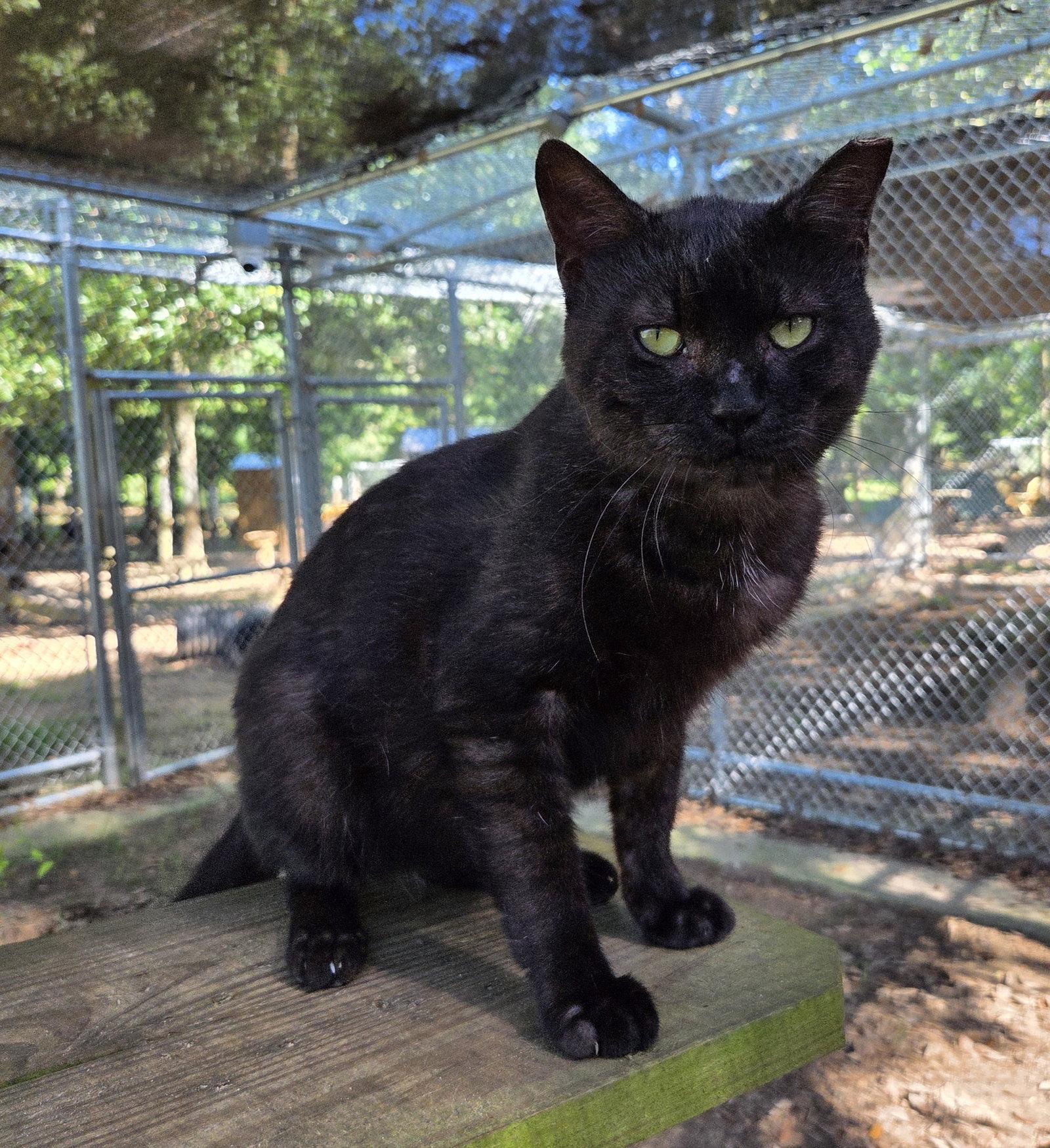 Enlarge Grumpy, a Adoptable Domestic Short Hair in Magnolia Springs, AL image 1/3