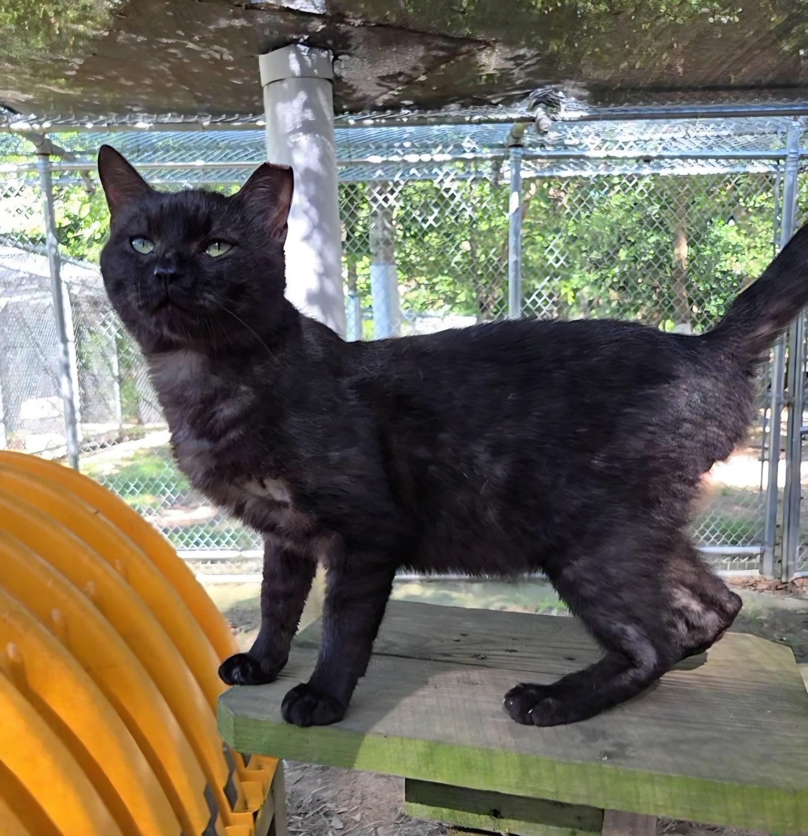 Enlarge Grumpy, a Adoptable Domestic Short Hair in Magnolia Springs, AL image 2/3