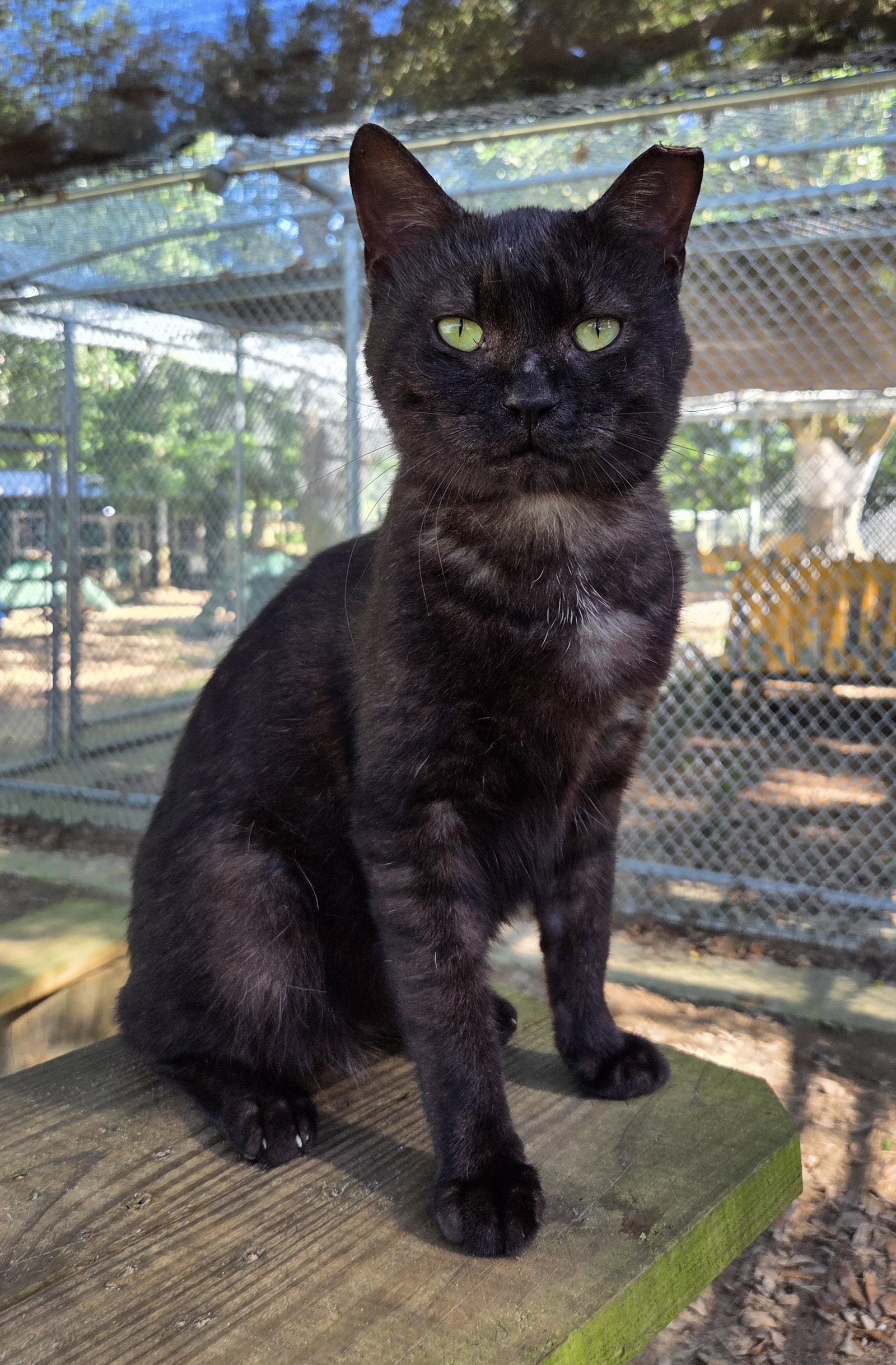 Enlarge Grumpy, a Adoptable Domestic Short Hair in Magnolia Springs, AL image 3/3